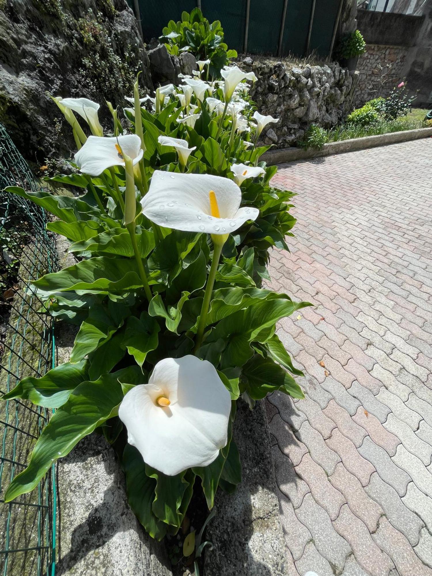 Le Calle Holiday Apartments Torbole Sul Garda Exteriér fotografie